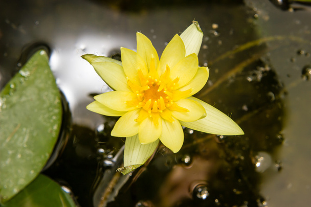 gele waterlily of lotus bloem bloeien op vijver - Foto, afbeelding