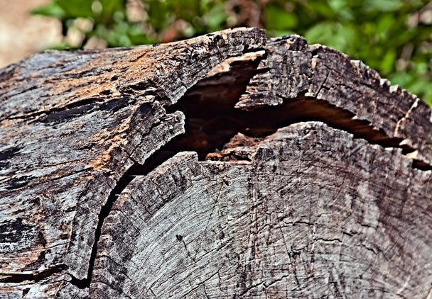 Old log - Фото, изображение