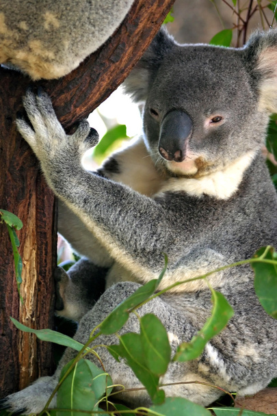 Koala (Phascolarctos cinereus) on thickset arboreal marsupial kasvissyöjä kotoisin Australiasta
 - Valokuva, kuva