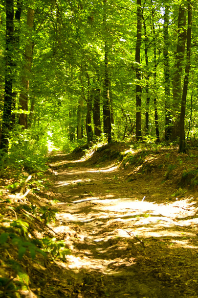 Forest path - Foto, imagen