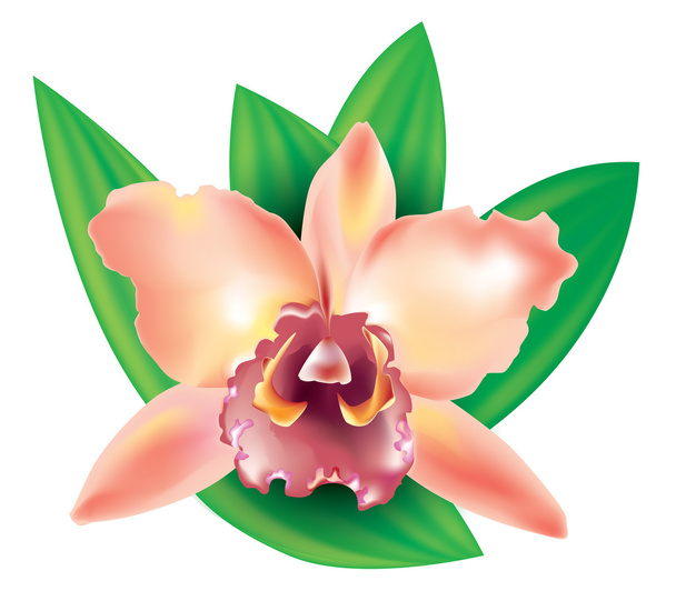 orquídea flor
 - Vector, imagen