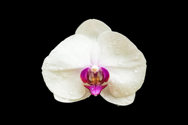 flor de orquídea blanca aislada sobre fondo negro. - Foto, Imagen