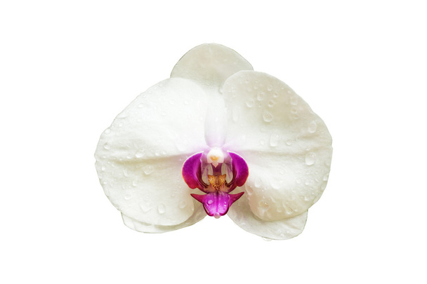 White orchid flower isolated on white background. - Photo, Image