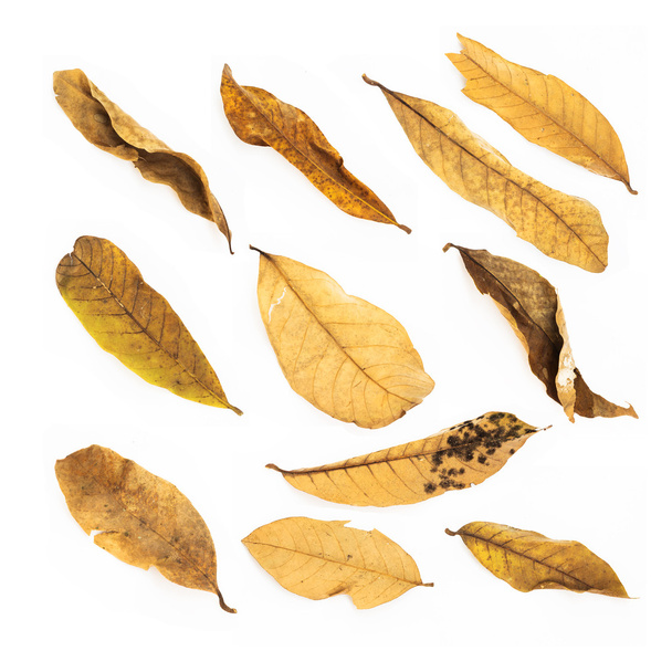 Conjunto de hojas secas aisladas sobre fondo blanco
 - Foto, Imagen