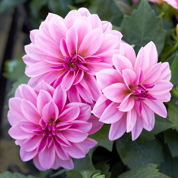 roze dahlia bloemen close-up - Foto, afbeelding
