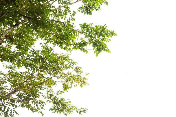 Beyaz arkaplanda yeşil yaprak izole - Fotoğraf, Görsel