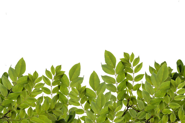 Fresh green leaves border isolated on white background. - Photo, Image