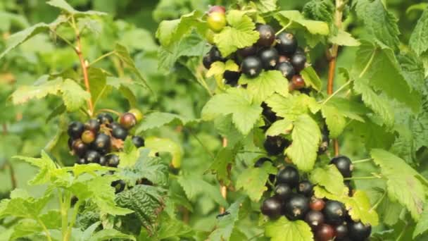 Black currant berries - Footage, Video