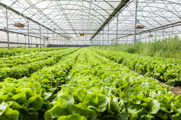 Organic salad in greenhouses - Foto, afbeelding