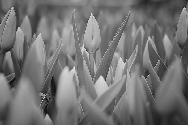 piękny wiosną tulipany - Zdjęcie, obraz