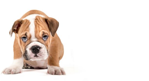 英語のブルドッグ子犬の肖像 - 写真・画像