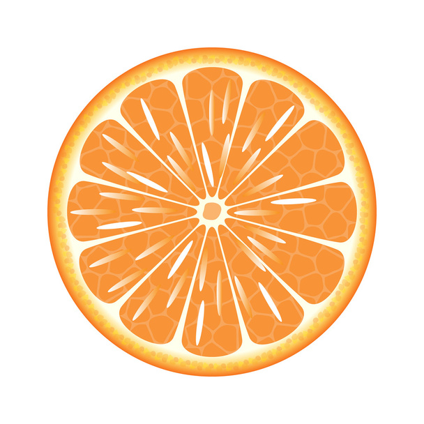 Orange in a cut on a white background - Διάνυσμα, εικόνα