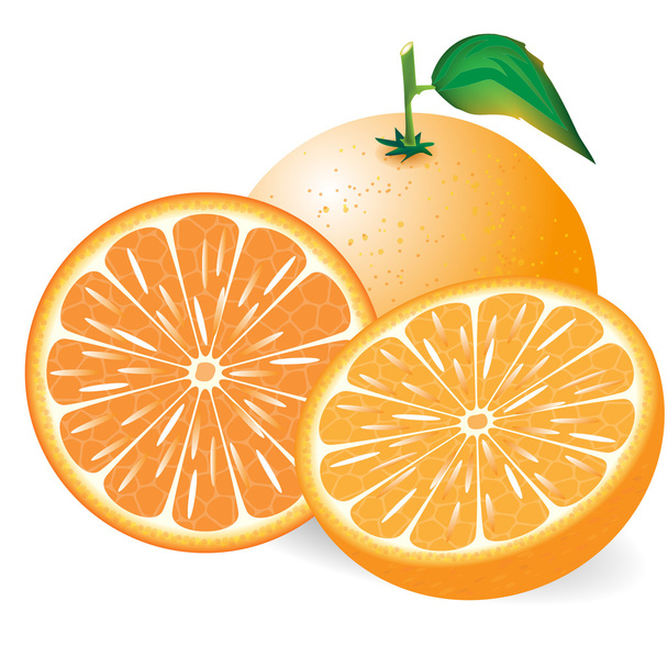 composition of the orange on white background - Διάνυσμα, εικόνα