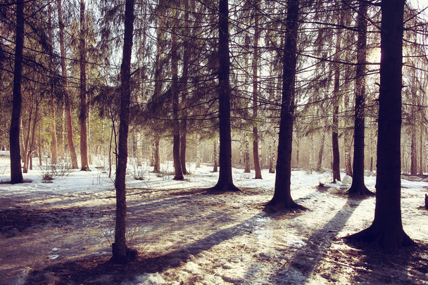 spring sun forest landscape - Valokuva, kuva