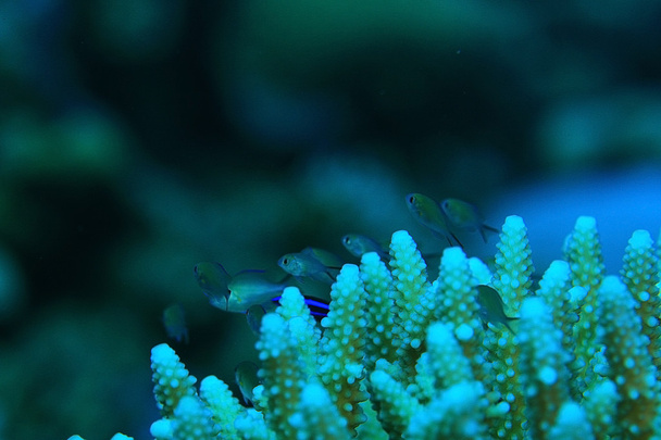 korallin oksat veden alla
 - Valokuva, kuva