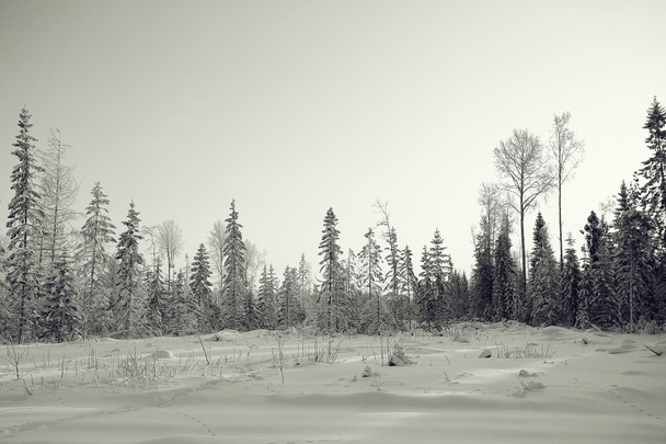 monochrome winter landscape - Фото, изображение