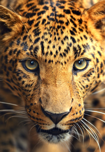 Retrato de leopardo
 - Foto, Imagen