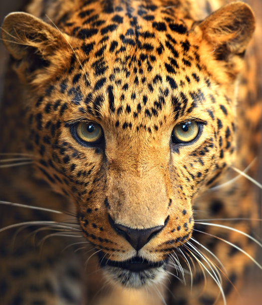 léopard - Photo, image
