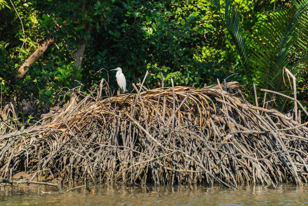 Intermediate egret on the wood heap at riverside. Selective Focu - Photo, Image