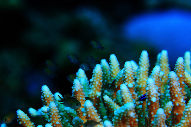 Korallenriff im warmen Meer - Foto, Bild