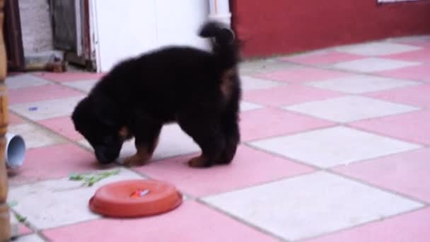 Pastor alemán cachorro jugando en el patio
  - Metraje, vídeo
