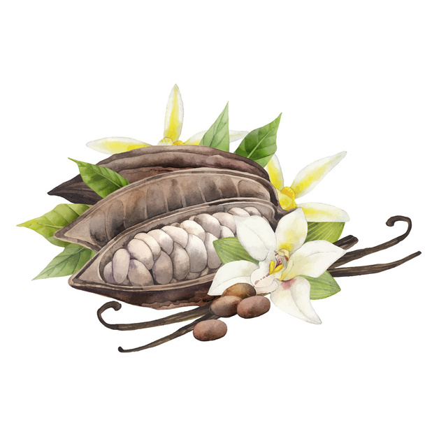 Watercolor cocoa fruit and vanilla flowers - Vector, afbeelding