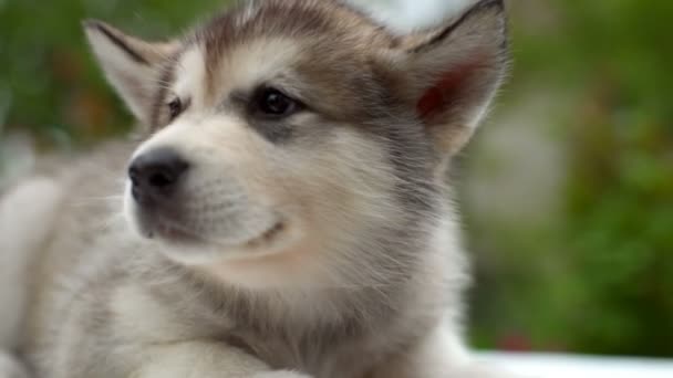 primer plano esponjoso cachorro malamute en el jardín cámara lenta
 - Imágenes, Vídeo
