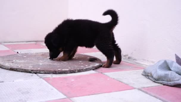 Németjuhász kiskutya játék az udvaron  - Felvétel, videó