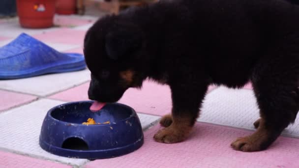 Owczarek niemiecki szczeniak apetyt głodny jedzenie z miski  - Materiał filmowy, wideo