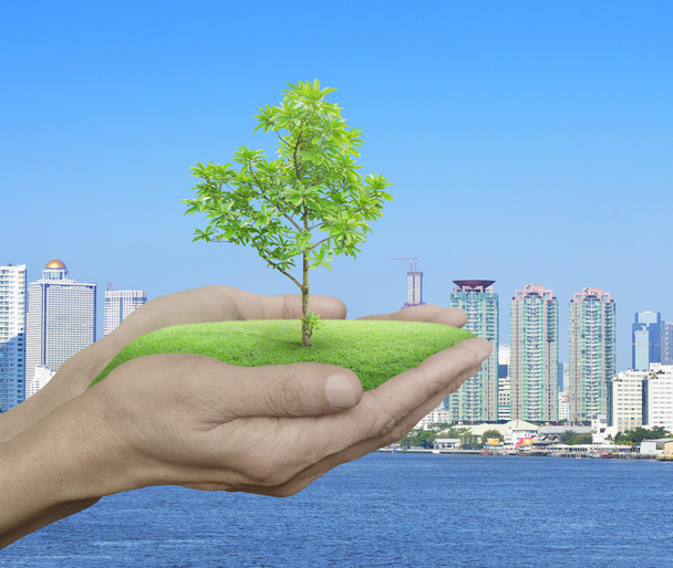 Выращивание зеленого дерева в руках над городской башней и речным фоном
 - Фото, изображение