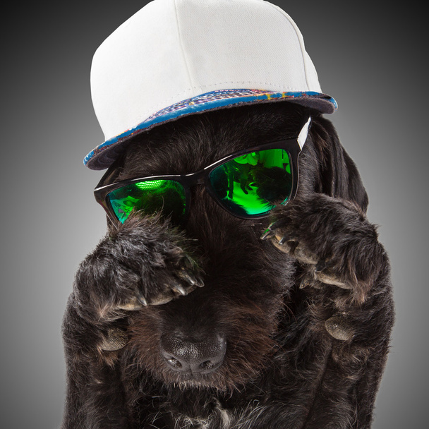 Czarny pies, jakie okulary przeciwsłoneczne i czapka. - Zdjęcie, obraz