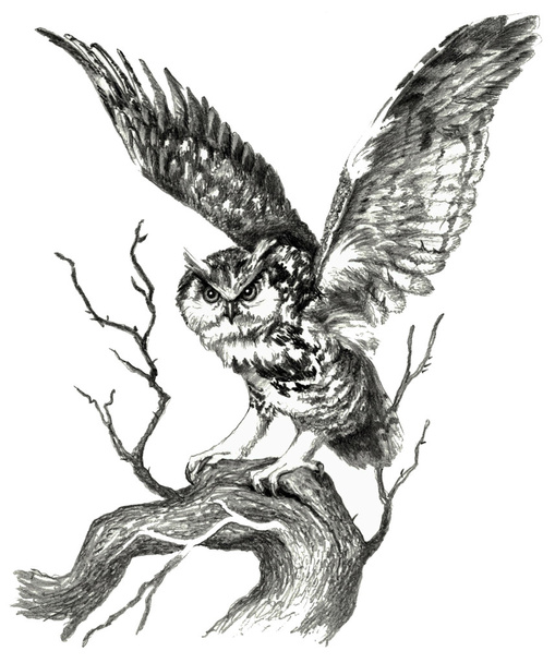 Owl on branch, sketch. Pencil drawing isolate on white backgroun - Valokuva, kuva