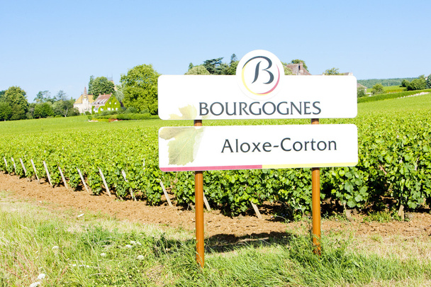 üzüm bağları aloxe-corton, Burgonya, Fransa - Fotoğraf, Görsel