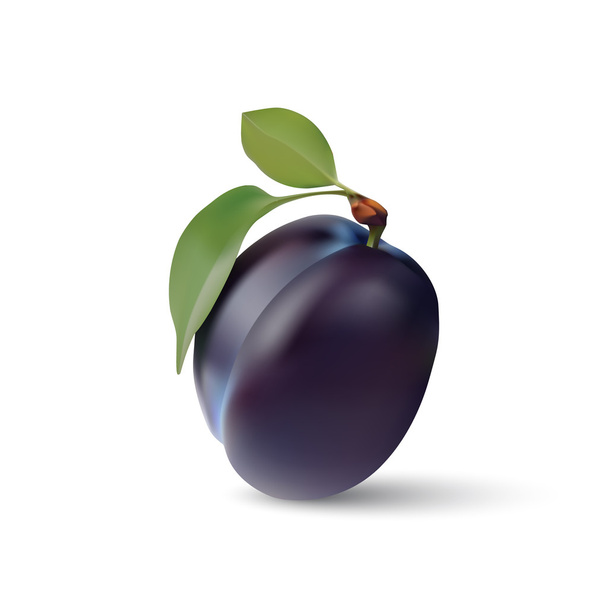 Plum with stem and green leaf with shadow. Vector realistic illu - Вектор,изображение