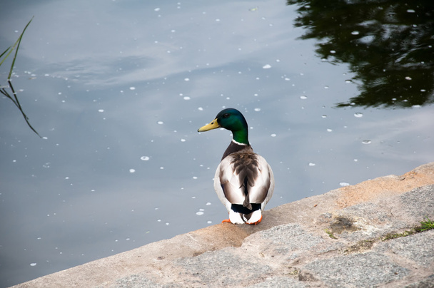 Pato en el parque de la ciudad río
 - Foto, Imagen
