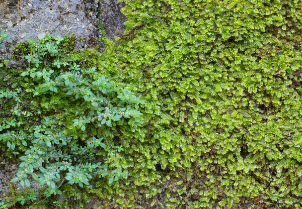 Moss on the wall  - Photo, Image
