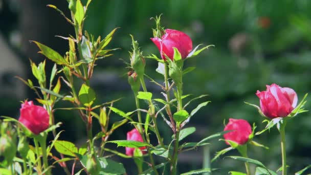A bush-unblown piros rózsa - Felvétel, videó