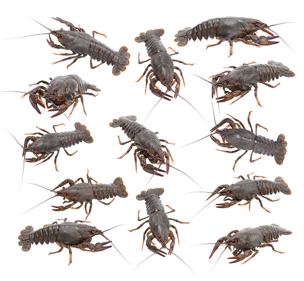 Crayfish (Astacus leptodactylus) - Photo, Image