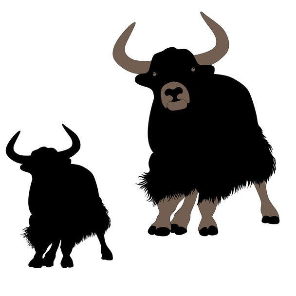 musk ox mountain yak Juego de toros de montaña
 - Vector, imagen