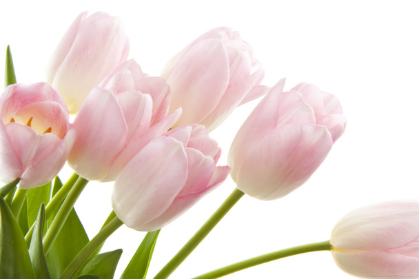 roze tulpen - Foto, afbeelding