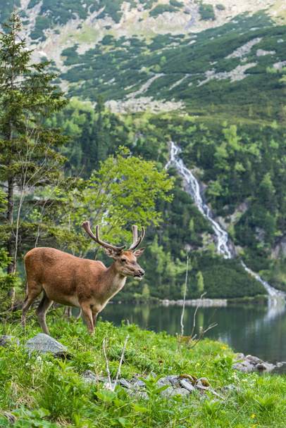 背中に高山に湖の端に鹿鹿 - 写真・画像