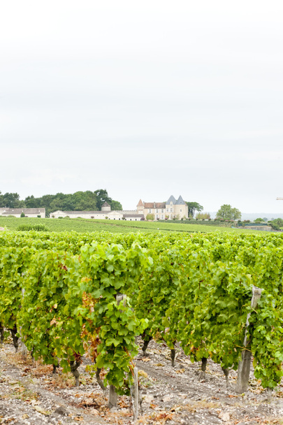 vinice a zámek d'yquem, oblasti sauternes, Francie - Fotografie, Obrázek