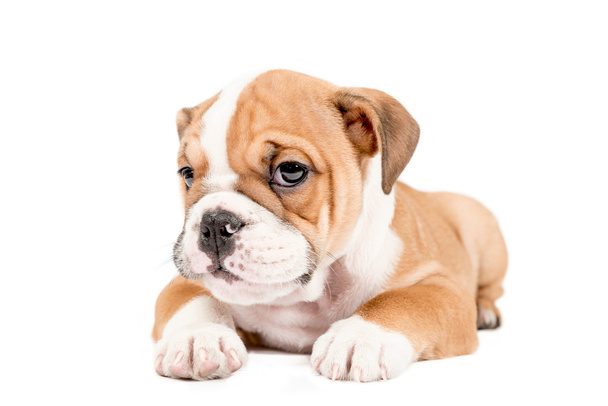 Carino cucciolo di Bulldog inglese
 - Foto, immagini