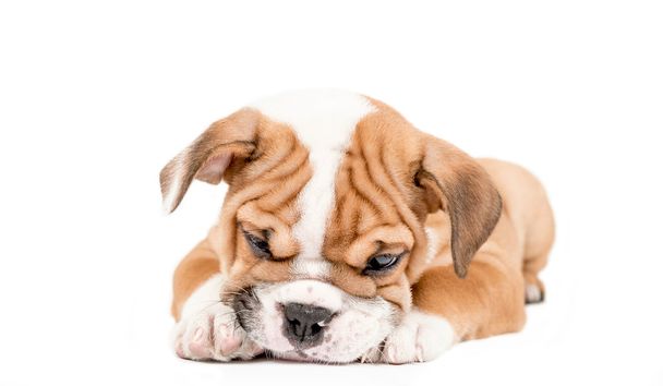 Ospalý štěně anglický buldok - Fotografie, Obrázek