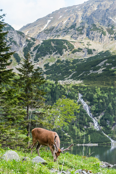 Göl kenarında geyik geyik yüksek dağlarla sırtına - Fotoğraf, Görsel