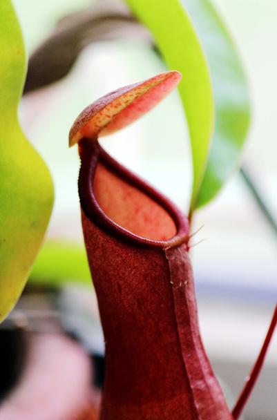 Насекомоядные растения Nepenthes Ampullaria close up
 - Фото, изображение