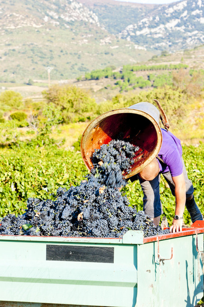 Урожай вина в Fitou, Лангедок-Руссийон, Франция
 - Фото, изображение
