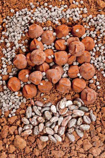 trufas de chocolate y granos de cacao en cacao
 - Foto, imagen