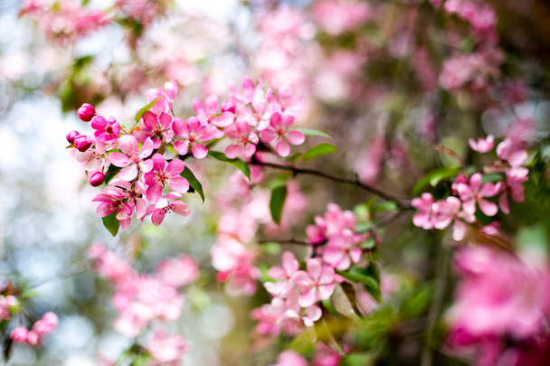 beautiful pink flowers in the garden - Photo, image