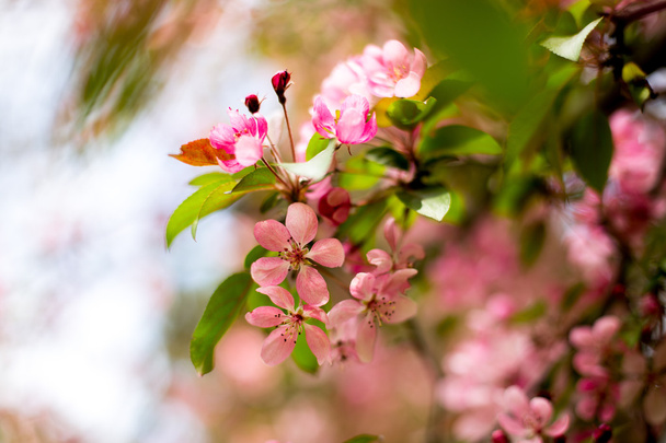 hermosas flores rosadas en el jardín - Foto, imagen